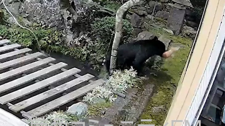 【速報】クマが連日ニシキゴイを襲う　鹿角市八幡平