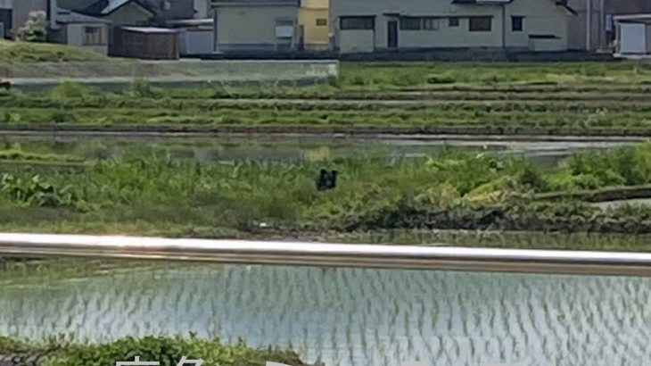 クマ出没が異常事態「最大限の警戒を」　鹿角市