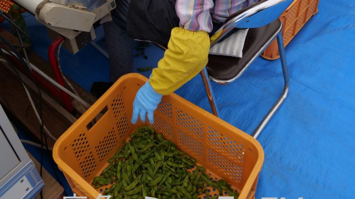 特産のエダマメ、収穫が始まる　鹿角市
