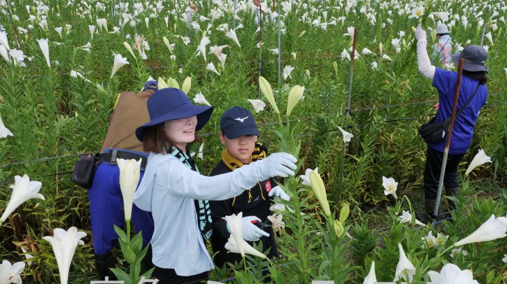 東北一の産地で収穫楽しむ催し　鹿角市のシンテッポウユリ