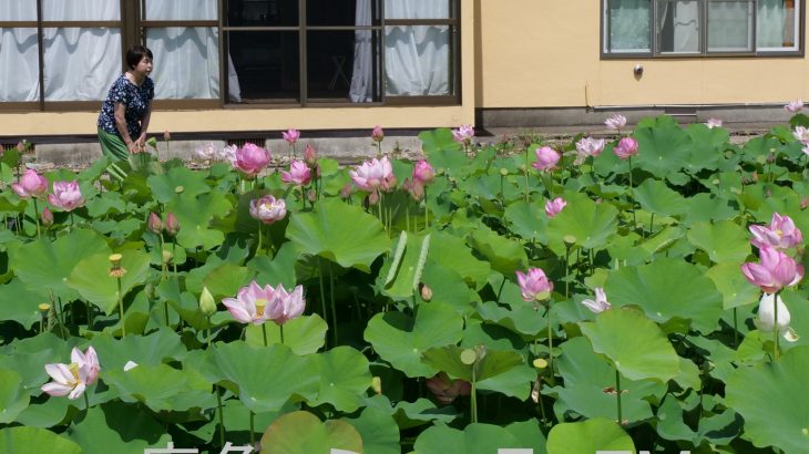 ハス咲きそろう、癒しの光景　鹿角市花輪
