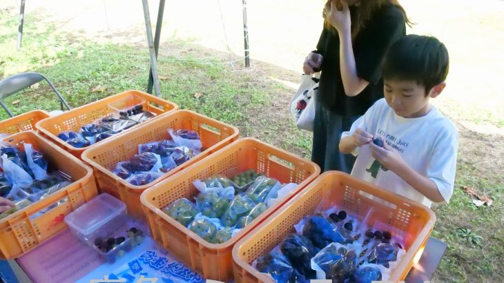 ブドウ園の直売所が人気　小坂町