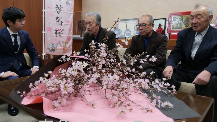 真冬に満開のピンク色　鹿角の啓翁桜の栽培グループ