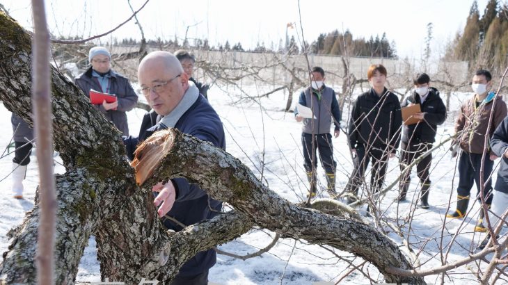 果樹の雪害把握へ現地調査　鹿角市内　