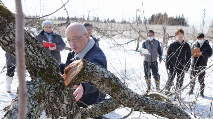 大雪の農業被害総額、約３億円　鹿角市内　