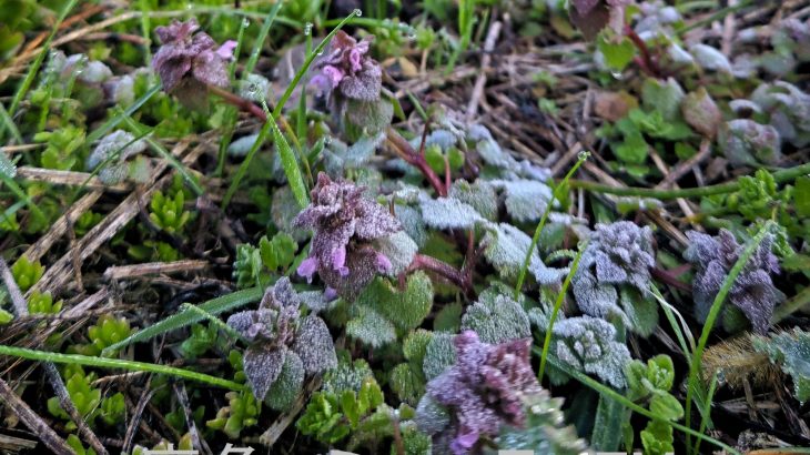 氷点下の冷え込み、日中と20度の寒暖差に注意　鹿角地域