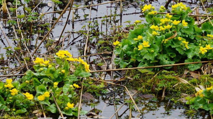 冬の閉館明けてオープン　八幡平ビジターセンター