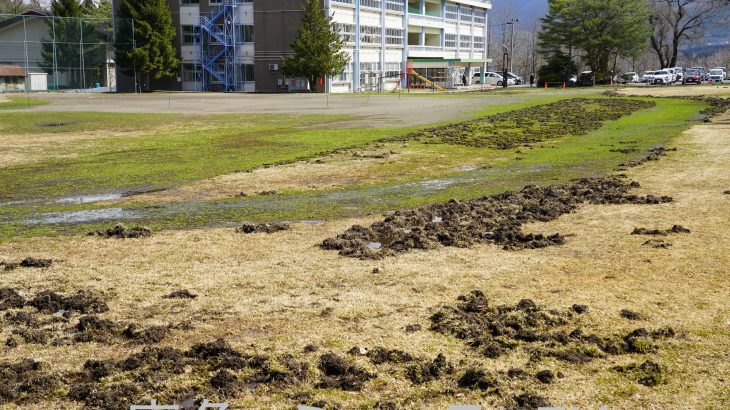 イノシシが学校グラウンド荒らす　鹿角市内