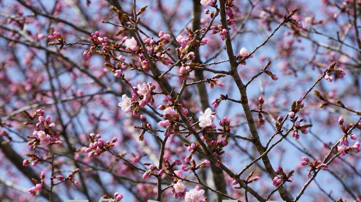 鹿角の名所もいよいよ開花　ことしの桜