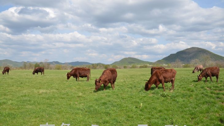 かづの牛の振興へ担い手確保など　鹿角市