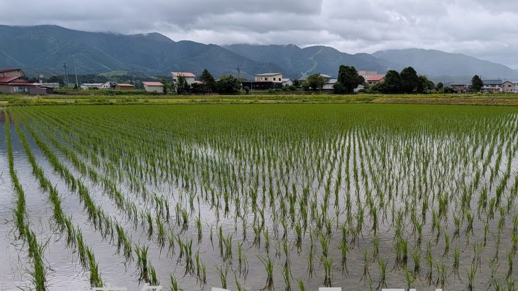 鹿角の作付け初年は１軒のみ　県ブランド米「サキホコレ」