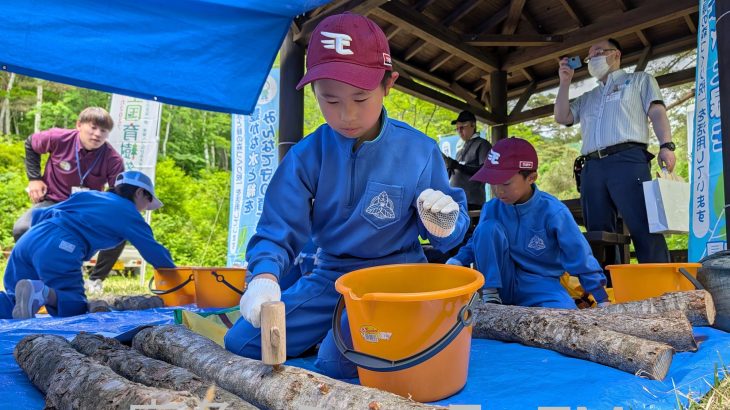 森の中で小学生がシイタケを植菌　鹿角市