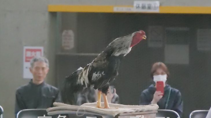 天然記念物の声良鶏の歌声競う　鹿角市