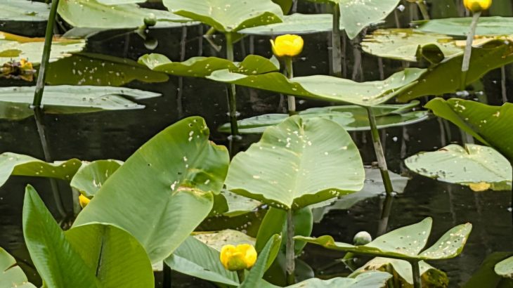 初夏の高山植物が見ごろ　国立公園の八幡平