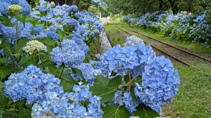木陰の青いアジサイに趣き　小坂町