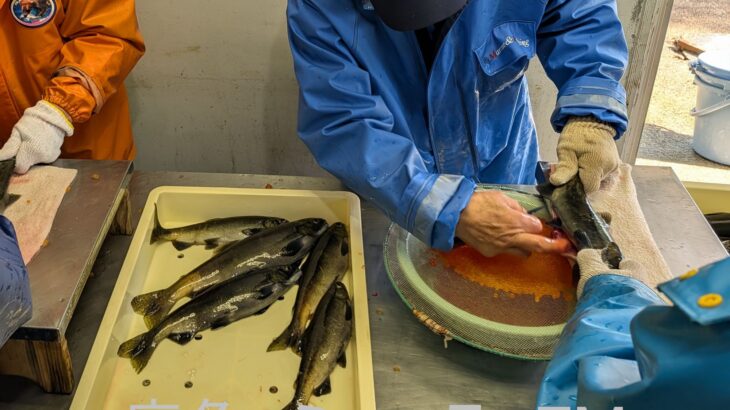 ヒメマスのそ上が順調　十和田湖