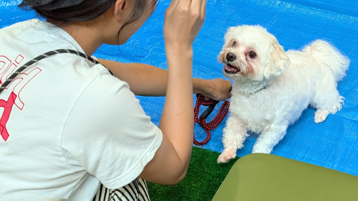 犬のしつけ方教室　鹿角市