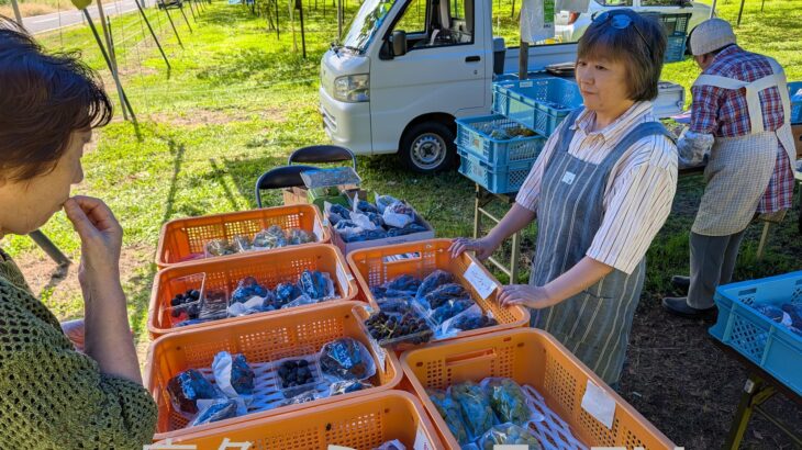 ブドウ園の直売所が人気　小坂町