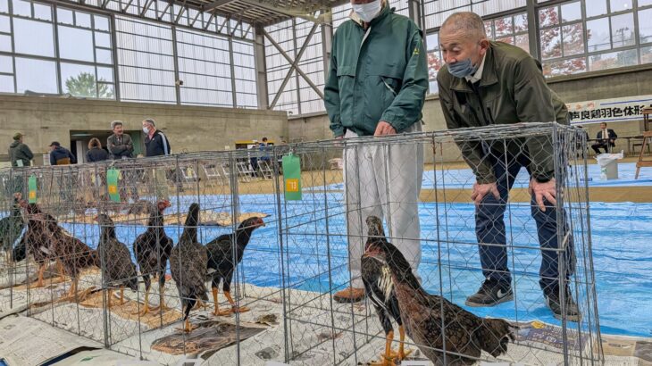 天然記念物の声良鶏、見ばえ競う大会　鹿角市
